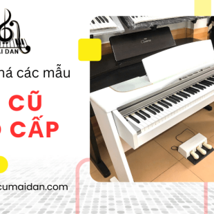 Khám phá những mẫu đàn cũ cao cấp tại Nhạc Cụ Mai Đan